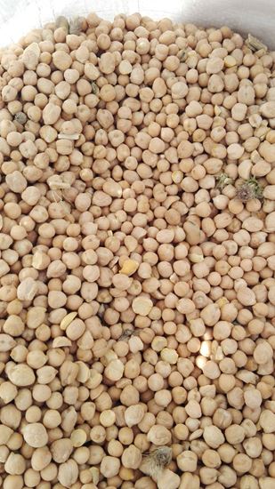Ceci Pascià 0,5 kg